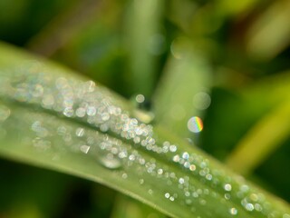 defocus of dew on a leaf