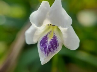 wild white orchid in the garden