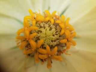 Close up yellow pistil