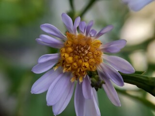 Close up of purple aster flower