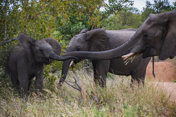 Fototapeta na wymiar elephants in the wild