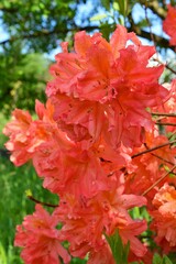 ヤマツツジ（山躑躅）学名：Rhododendron kaempferi