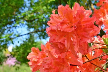 ヤマツツジ（山躑躅）学名：Rhododendron kaempferi