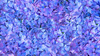 Background paved with blue-purple hydrangea flowers