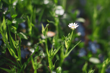 daisy in the grass