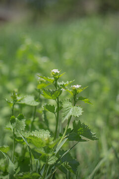 flowers of a tea