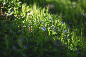 Blue flower in Spring