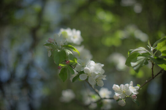 Meadow in Spring