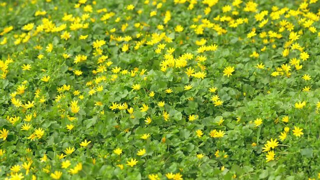 view above meadow dandelions with bright yellow flowers swaying in the wind blossom in spring