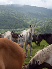 高原の牧場で飼われている馬