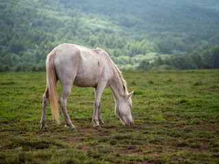 草を食べるやせた白い馬