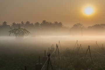 Winter morning - fog over a green agriculture field with sun rising in the background.