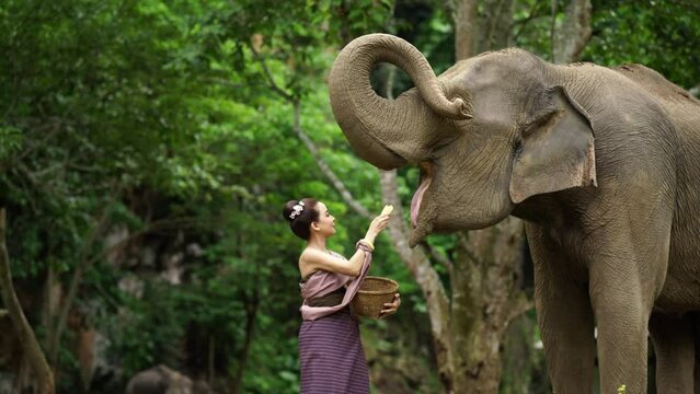 Asian woman wearing traditional Thai silk dress feeds bananas to elephants in the forest, Asian wild elephant conservation concept.