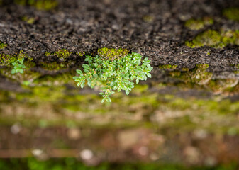 Macro Plant on the mossy wall, selective focus