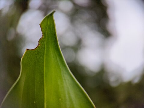the ornamental plants