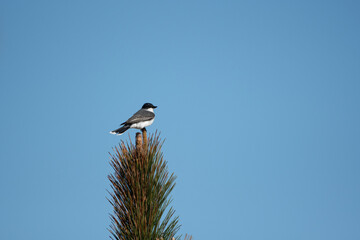 Eastern Kingbird Perched on Tree