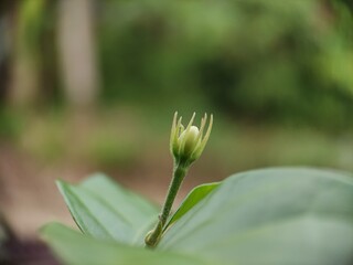 Fototapeta premium the ornamental plants