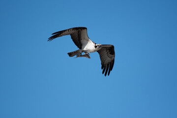 Osprey Flying over Beach with Caught Fish