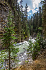 mountain river in the forest