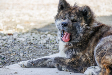 Black tiger-haired Akita dog with tongue sticking out