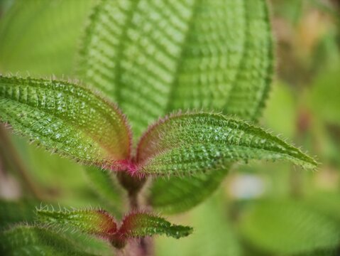 the ornamental plants