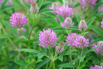 Zigzag clover, Trifolium medium in blossom