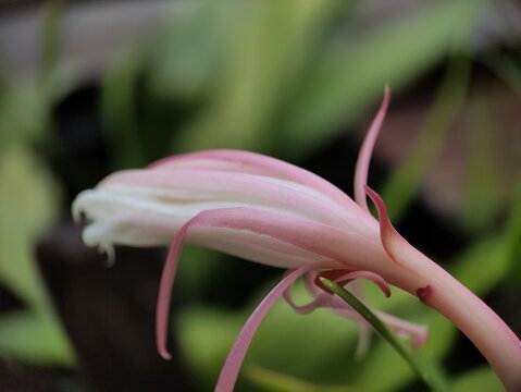 the ornamental plants