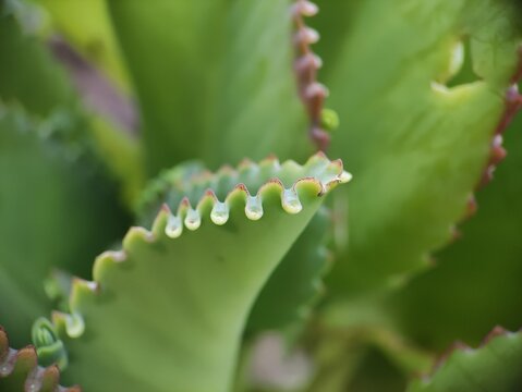 the ornamental plants