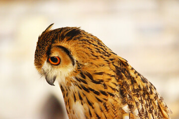 下が気になるベンガルワシミミズク