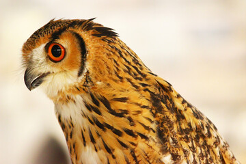 ミナミワシミミズクの横顔