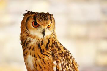 鋭い嘴を持つベンガルワシミミズク