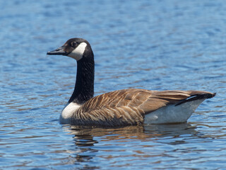 Canada goose on a lake