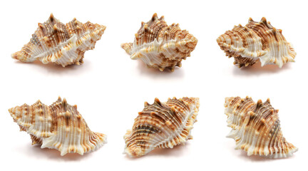 seashell isolated white background