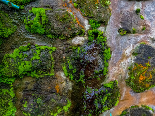 Walls in the garden with cement and natural stone overgrown with moss, as decorations to present a natural atmosphere at home
