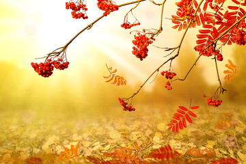 Autumn natural background, design or wallpaper. Red and yellow rowan leaves fly and fall down. Autumnal landscape.
