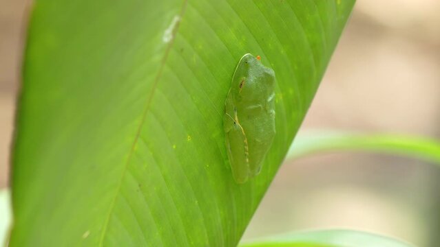 side view of a red-eyed tree frog sleeping on a leaf in a garden at sarapiqui in costa rica