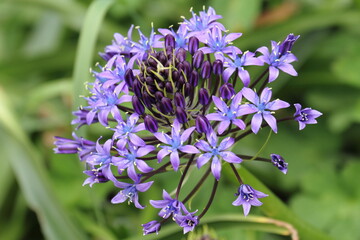 シラー・ペルビアナ