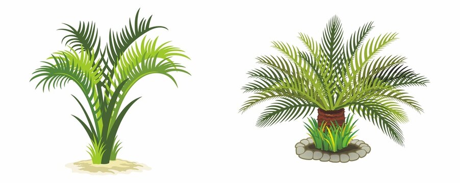 palm tree in pot illustration