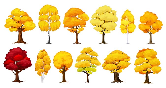 Cartoon autumn tree, fall season forest. Isolated vector plants with yellow, orange and red foliage. Birch, oak, maple or elm with bright colorful leaves in park, garden or wood, seasonal defoliation