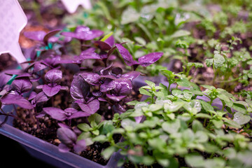 Growing seedlings indoors under a full spectrum led growing light. Growing seedlings of greens and...