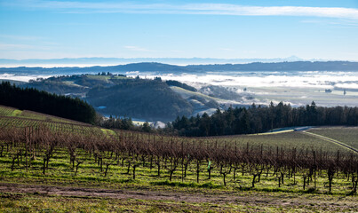 Fototapeta na wymiar A morning view of an Oregon vineyard shows green between rows of grapevines and low mist in the valley beyond under a soft blue sky.