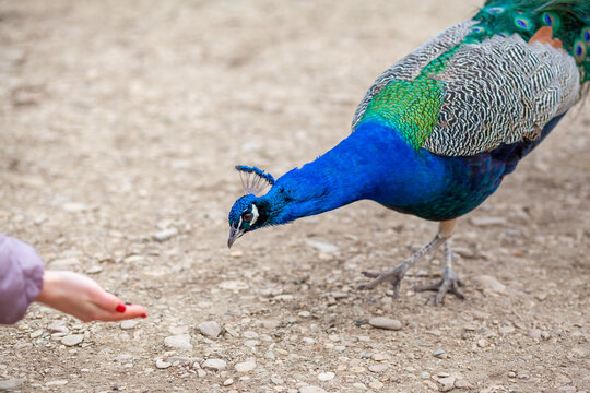 A beautiful peacock with bright feathers walks next to tourists and asks for food.