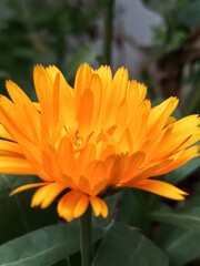 orange flower, Calendula officinalis