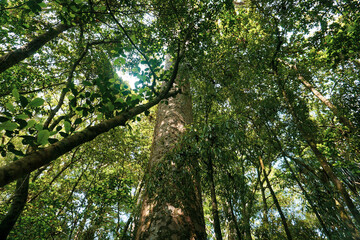 The View Around Trounson Kauri Park in Donnellys Crossing, New Zealand.