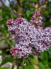 The common lilac (Syringa vulgaris), also known as the French lilac or simply the lilac blooming in the garden.