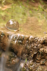 water drops on the tree