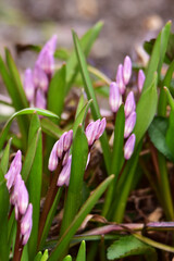 Fototapeta premium 庭のチオノドクサの蕾