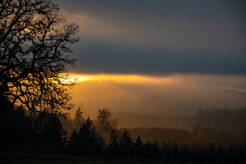 Fototapeta premium A solitary oak tree is a silhouette in front of a glowing sunset sky in Oregon, textured clouds and strong light against clouds and fog.