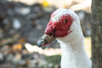 Pato