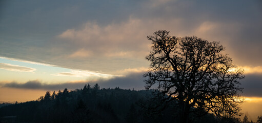 A solitary oak tree is a silhouette in front of a glowing sunset sky in Oregon, textured clouds and strong light against clouds and fog.